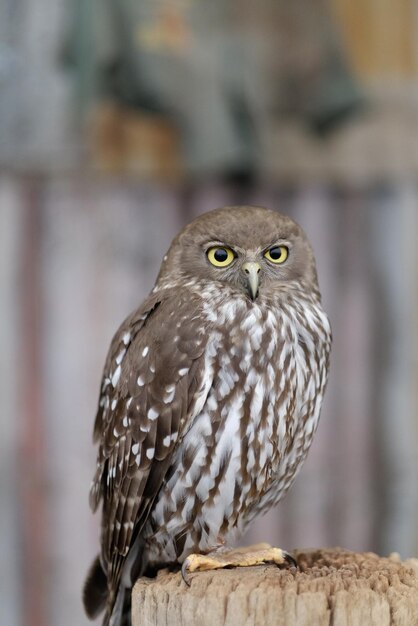 Close-up of a Bird – Free Stock Photo for Download