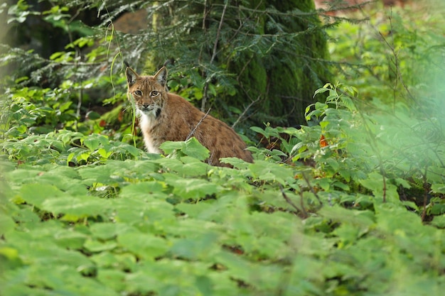 Euroasian Lynx Encounter in Bavarian National Park, Eastern Germany – Free Download