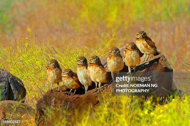 6549 A Group Of Owls Stock Photos HighRes Pictures and Images 