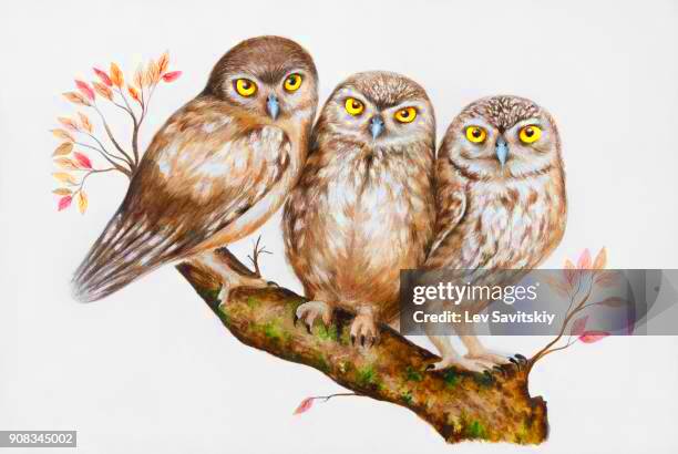 Owls Group Photos and Premium High Res Pictures  Getty Images