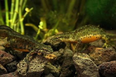 Active Tail Fanning Carpathian Newt (Lissotriton montandi) in Mating Rituals – Free Download