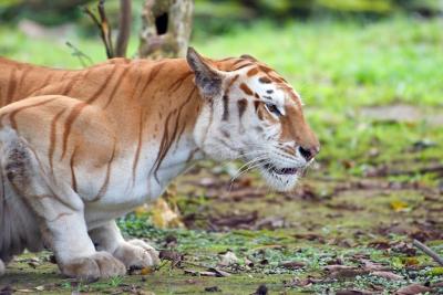 Golden Tabby Tiger Closeup Head – Free Stock Photo for Download