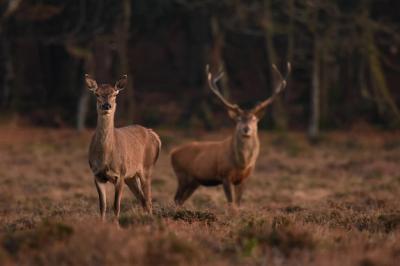 Closeup Shot of a Deer in a Forest – Free Download