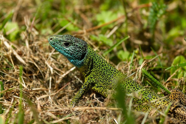 Shallow Closeup of Iberian Emerald Lizard (Lacerta Schreiberi) on Grass – Free Stock Photo, Download Free