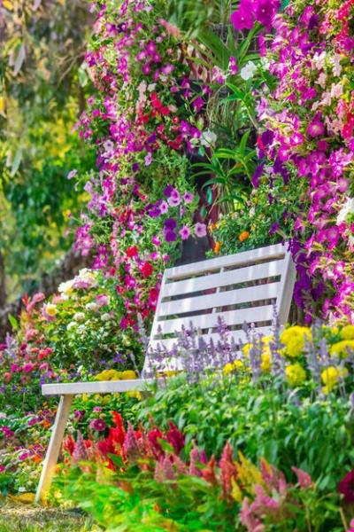 Fresh Pink Flowering Plants in Garden – Free Stock Photo, Download Free