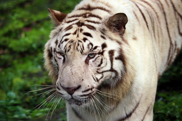 Closeup of White Tigers Against a Lush Green Forest | Free Stock Photo for Download