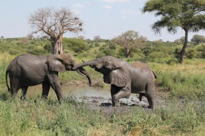 Elephants Playing Near a Mud Pond in Tarangire, Tanzania – Free Stock Photo, Download Free