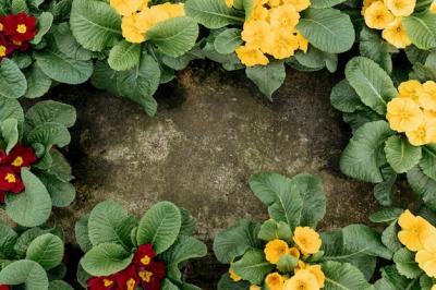 Flat Lay Frame with Flowers and Stucco Background – Free Download