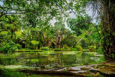 Stunning Forest Pond Photo – Free Download