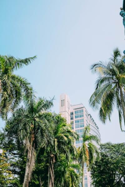 Beautiful Tall Palm Trees Framing a Building Under a Blue Sky – Free Download