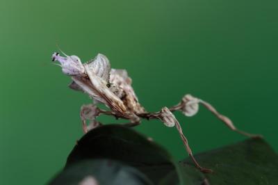 Idolomantis diabolica Eating Crickets – Free Stock Photo, Download Free