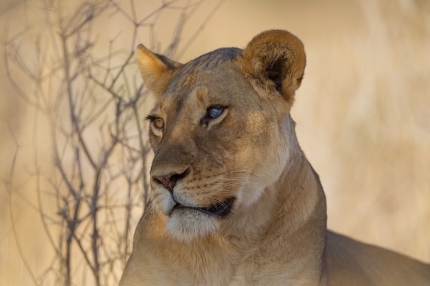 Magnificent Lioness Near the Trees – Free Stock Photo for Download