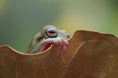 Australian White Tree Frog: Close-Up of a Dumpy Frog on Branch and Dry Leaves – Free Download