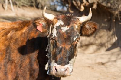 Beautiful Colorful Cow with Horns – Free Stock Photo, Download Free