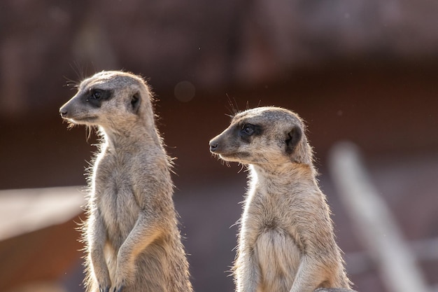 Meerkats Standing on a Rock – Free Stock Photo for Download