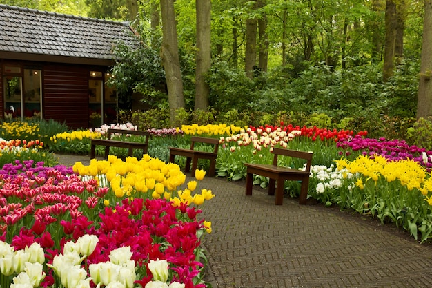 Colorful Spring Garden Footpath with Benches at Keukenhof, Holland – Free Download