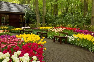 Colorful Spring Garden Footpath with Benches at Keukenhof, Holland – Free Download