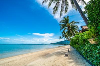 Stunning Tropical Beach with Coconut Palm Tree and Clear Blue Skies – Free Download