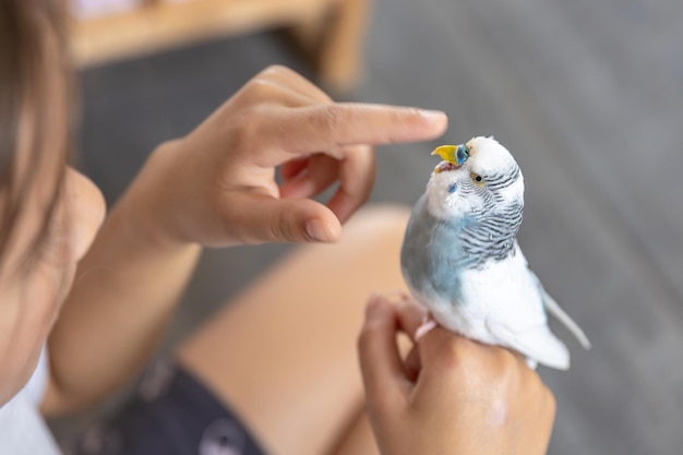 A Beautiful Little Girl Playing with a White and Blue Budgie – Free Download