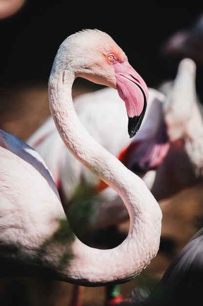 Beautiful Closeup Shot of a Flamingo – Free Download