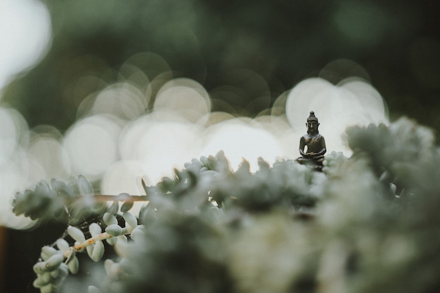 Tiny Buddha Statue Surrounded by Cacti in a Garden – Free Download