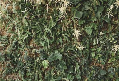 Green Creepers Growing on Wall – Free Download