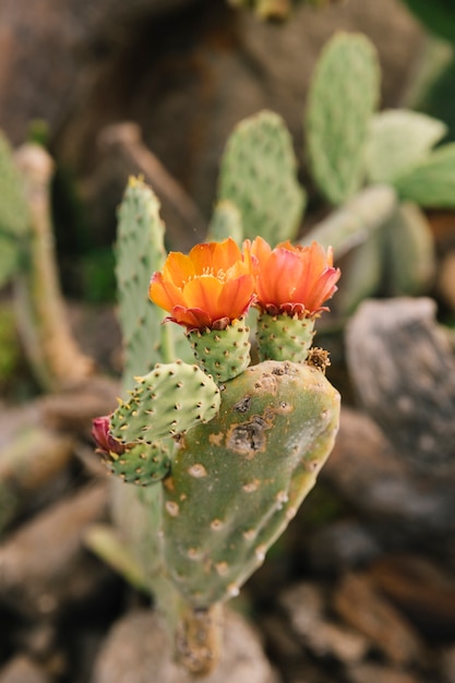 Blossom Flower on Thorny Cactus – Free Download