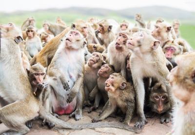 Monkeys Enjoying Their Meal Against a Blurry Mountain Background – Free Download