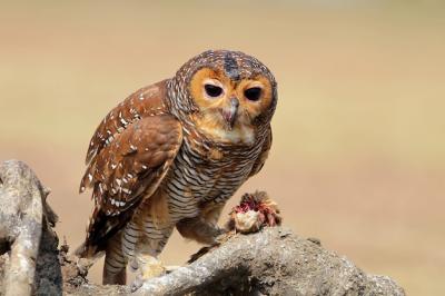 Owls Catching Prey: Stunning Free Stock Photos for Download