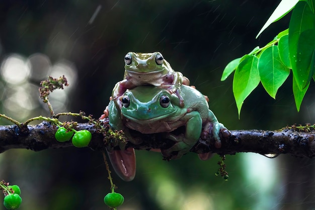 Dumpy Frog on Branch Among Australian White Tree Frogs and Green Leaves – Free Stock Photo for Download