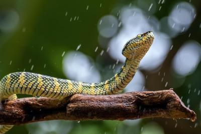 Close-up of a Wagleri Viper Snake on a Branch – Free Stock Photo for Download