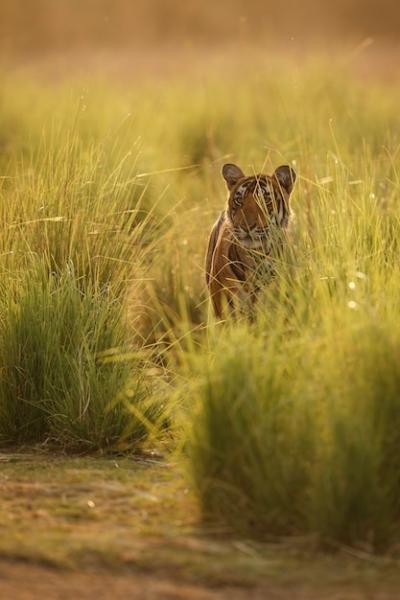 Royal Bengal Tiger in the Natural Habitat of Ranthambhore National Park – Free Stock Photo, Download Free