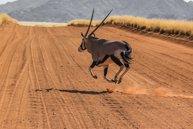 Antelope on Sand – Free Stock Photo for Download