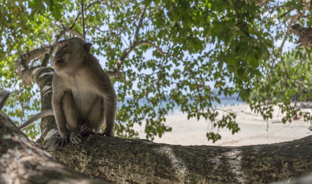 Monkey Sitting on Tree Branch – Free Stock Photo, Download for Free