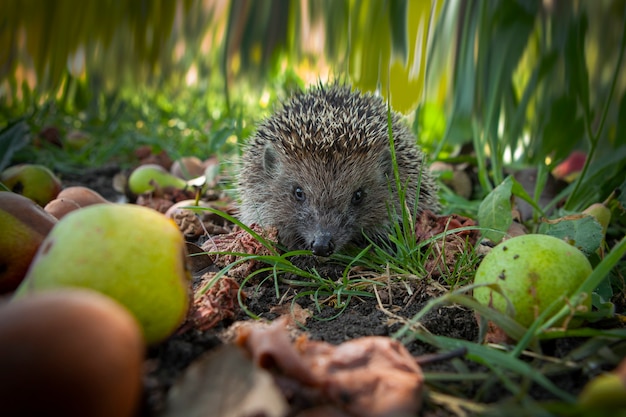 Hedgehog in the Garden – Captivating Free Stock Photo for Download