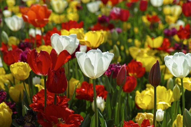 Tulip Fields: Stunning Images for Free Download