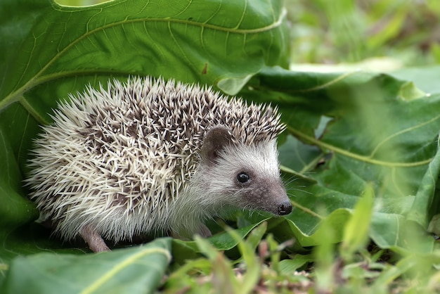 Mini Hedgehog Sitting in the Grass – Free Stock Photo for Download