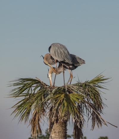 Great Blue Herons Perched on Tropical Trees in Central Florida – Free Download