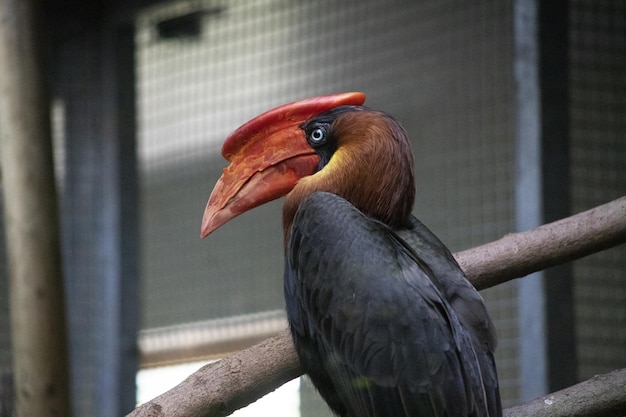 Knobbed Hornbill Portrait Perched on a Tree Branch at Colchester Zoo – Free Download