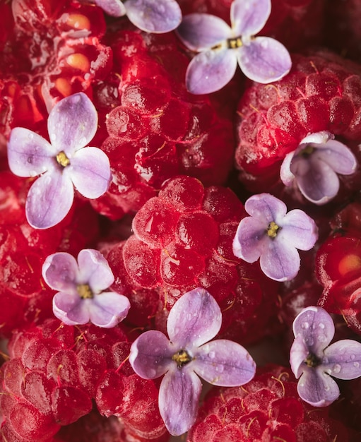 Purple Petaled Flower Bloom Close-Up with Raspberries – Free Download