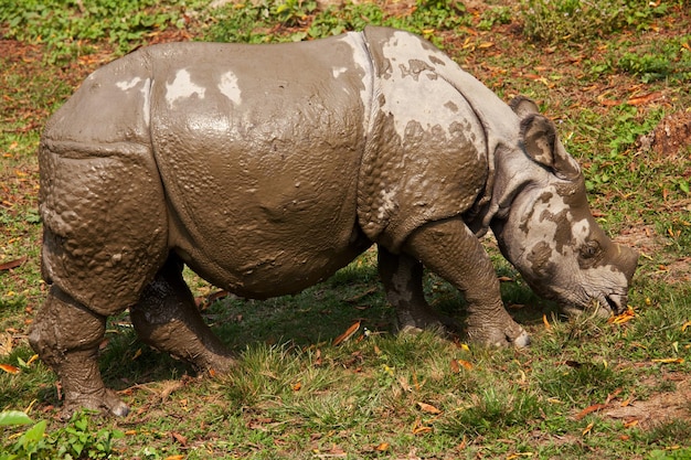 Rhino – Free Stock Photo, Download Free