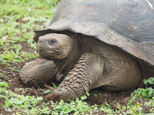 Gigantic Turtle Eating Grass in the Wild – Free Stock Photo for Download