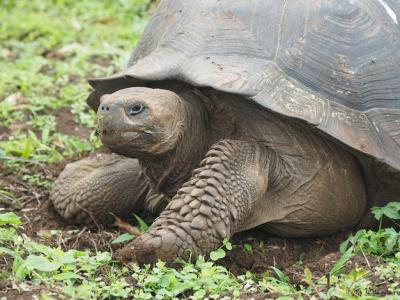 Gigantic Turtle Eating Grass in the Wild – Free Stock Photo for Download