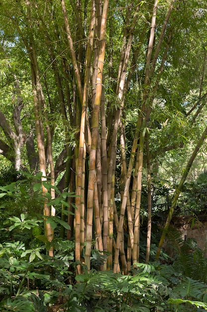 Tropical Bamboo Forest in Daylight – Free to Download