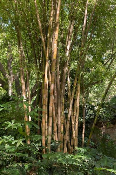 Tropical Bamboo Forest in Daylight – Free to Download