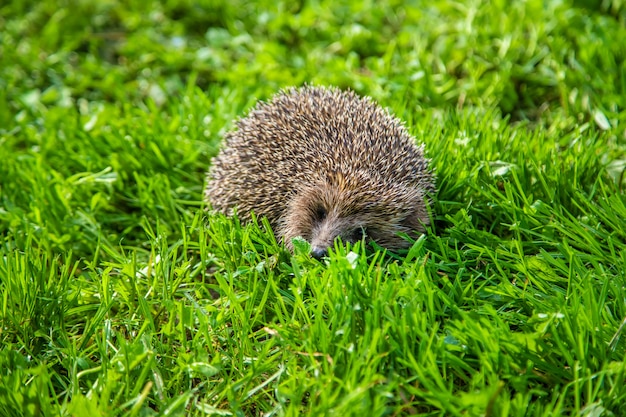 Little Hedgehog in Nature: Free Stock Photo for Download