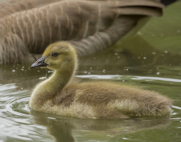 Closeup of a Duckling Swimming with Its Mother – Free Download