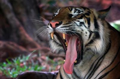 Portrait of a Bengal Tiger – Free Stock Photo for Download