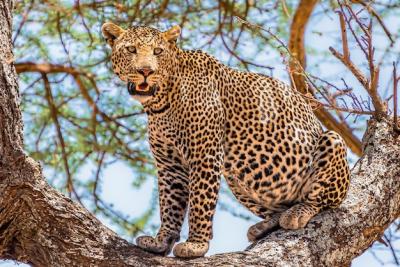 African Leopard in a Jungle Tree | Free Stock Photo for Download