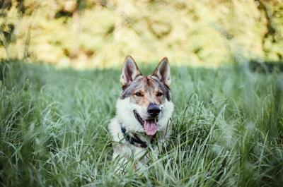 Closeup Shot of a Wolfdog Lying on Grass in the Field – Free to Download